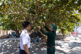 Quả tra mọc thành chùm như những chùm nho xanh tạo ấn tượng với những người lần đầu tiên được tận mắt thấy. (Ảnh: Xuân Quý/TTXVN)