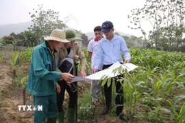 Các đơn vị trực thuộc Sở Nông nghiệp và Môi trường tỉnh Yên Bái khảo sát, đo đạc tuyến đường sắt Lào Cai-Hà Nội-Hải Phòng. (Ảnh: TTXVN phát)
