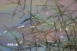 Váng dầu tràn ra ruộng sản xuất lúa của người dân xã Vạn Tường gây hiện tượng cá chết. (Ảnh: Phạm Cường/TTXVN)