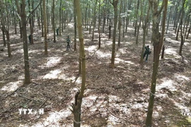 Nông trường cao su. (Nguồn: TTXVN)