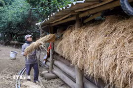 Người dân che chắn chuồng trại, chống rét cho gia súc. (Ảnh: Quang Quyết/TTXVN)