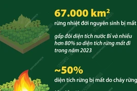 Báo động đỏ về diện tích rừng nhiệt đới bị phá hủy trên toàn cầu.