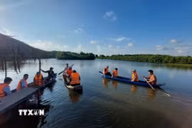 Du khách trải nghiệm bơi xuồng dưới tán rừng đước tại các xã biển thuộc Cù lao Bảo, tỉnh Vĩnh Long. (Ảnh: Chương Đài/TTXVN)