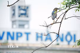 Chim hoang dã về hồ Hoàn Kiếm: Không gian bình yên ngay giữa Thủ đô