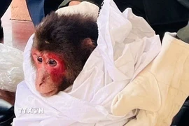 Cá thể khỉ có tên khoa học là Macaca arctoides, đang được Hạt Kiểm lâm Cam Lộ-Đông Hà chăm sóc, thực hiện công tác cứu hộ theo quy định. (Ảnh: TTXVN phát)