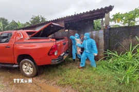 Chính quyền địa phương tổ chức đưa số lợn con của trang trại ông Ng.V.Th đi tiêu hủy. (Ảnh: TTXVN phát)