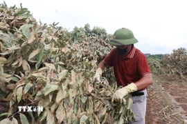 Nông dân xã Phúc Hòa, tỉnh Bắc Ninh, tỉa cành, làm sạch lá của cây vải với mong ước sẽ cứu được cây sau gần 10 ngày nước ngập. (Ảnh: Thanh Thương/TTXVN)