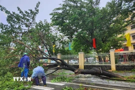 Khắc phục hậu quả cơn bão số 10. (Ảnh: Mai Trang/TTXVN)