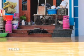 Nước sông Cầu dâng cao bất thường khiến nhiều hộ gia đình thôn Ngô Đạo, xã Đa Phúc (Hà Nội) bị ngập sâu. (Ảnh: Hoàng Hiếu/TTXVN)