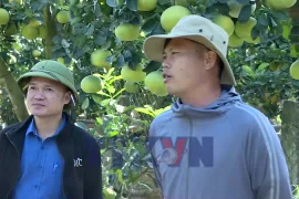 'Thủ phủ' quất, bưởi cảnh Văn Giang sẵn sàng cho thị trường Tết