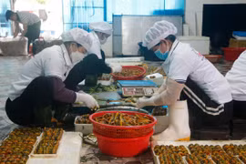 Các cơ sở chế biến lươn ở làng Phan Thanh tạo việc làm cho hàng trăm lao động, với mức thu nhập từ 6-15 triệu đồng/tháng. (Ảnh: Bích Huệ/TTXVN)