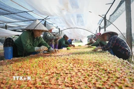Công nhân ươm cây giống tại vườn ươm của một doanh nghiệp. (Ảnh minh họa: Danh Lam/TTXVN)