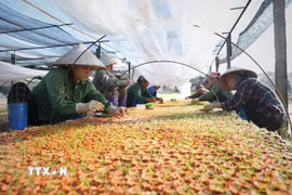 Công nhân ươm cây giống tại vườn ươm của một doanh nghiệp ở Bắc Ninh. (Ảnh: Danh Lam/TTXVN)