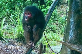 Một cá thể khỉ nguy cấp, quý hiếm được lực lượng chức năng tiếp nhận từ người dân. (Ảnh: TTXVN phát)