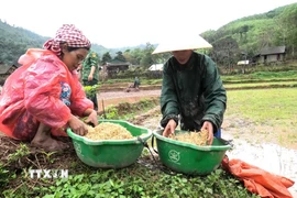 Người đồng bào dân tộc Chứt học cách làm lúa nước. (Ảnh: TTXVN phát)