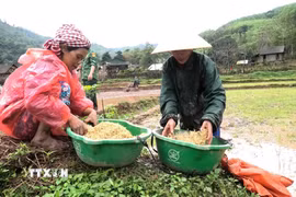 Người đồng bào dân tộc Chứt học cách làm lúa nước. (Ảnh: TTXVN phát)