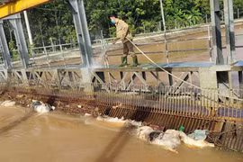 Rất nhiều xác lợn được phát hiện trên kênh.