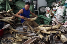 Sản xuất hàng thủ công mỹ nghệ từ xương-sừng ở huyện Thường Tín. (Ảnh: Vũ Sinh/TTXVN)