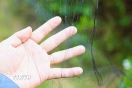 Lưới bẫy chim. (Ảnh minh họa. Nguồn: TTXVN)