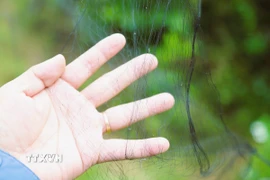 Lưới bẫy chim. (Ảnh minh họa. Nguồn: TTXVN)