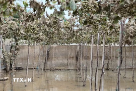 Nhiều vườn nho ở xã Ninh Phước (Khánh Hòa) đối diện nguy cơ mất trắng sau mưa lũ. (Ảnh: Nguyễn Thành/TTXVN)