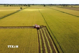 Thu hoạch diện tích thí điểm thực hiện Đề án sản xuất lúa chất lượng cao, phát thải thấp. (Ảnh: Nhựt An/TTXVN)