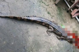 Con cá sấu do ông T. nuôi nhốt bị xổng chuồng cắn người bị thương. (Nguồn: Công an Nhân dân)