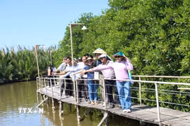 Du khách tham quan trải nghiệm rừng đước tại các xã biển thuộc Cù lao An Hóa, tỉnh Vĩnh Long. (Ảnh: Chương Đài/TTXVN)