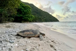 Rùa biển. (Nguồn: TTXVN)