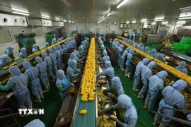 Nhà máy chế biến nông sản của Công ty TNHH B’LaoFood ở khu công nghiệp Lộc Sơn, thành phố Bảo Lộc, là nhà máy lớn nhất của tỉnh Lâm Đồng, có dây chuyền sản xuất với thiết bị máy móc, công nghệ hiện đại của Thụy Điển. (Ảnh: Vũ Sinh/TTXVN)