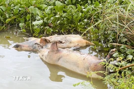 Nhiều xác lợn bị vứt tại các kênh, mương. (Ảnh: TTXVN)