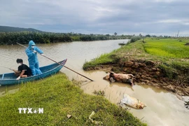 Xã Đông Trạch (Quảng Trị) huy động lực lượng, phương tiện tổ chức thu gom và tiêu hủy xác lợn theo đúng quy trình xử lý môi trường và dịch bệnh. (Ảnh: Nguyên Linh/TTXVN)