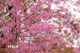 Hoa mai anh đào Đà Lạt. (Ảnh: Nguyễn Dũng/TTXVN)