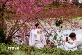 Du khách chụp hình check-in bên một cây mai anh đào bung nở rực rỡ tại đồi chè Cầu Đất. (Ảnh: Nguyễn Dũng/TTXVN)