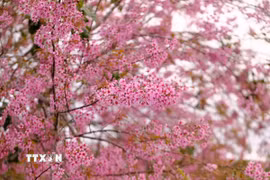 Hoa mai anh đào Đà Lạt. (Ảnh: Nguyễn Dũng/TTXVN)