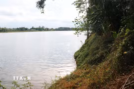 Sạt lở bờ sông Thạch Hãn khiến nhiều diện tích đất sản xuất của người dân xã Ái Tử không còn. (Ảnh: Tường Vi/TTXVN)