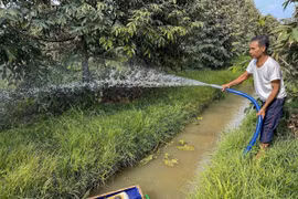 Nông dân xã Vĩnh Bình Bắc, huyện Gò Quao chăm sóc vườn sầu riêng sau khi hệ thống thủy lợi của tỉnh Kiên Giang dần khép kín giúp ngăn mặn, bảo vệ vùng ngọt vào mùa khô. (Ảnh: Thanh Liêm/TTXVN)