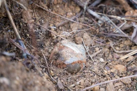 Một quả bom được phát hiện. (Ảnh: TTXVN phát)