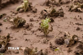 Khu vực vườn sản xuất rau màu ven sông Đa Nhim ở Lâm Đồng thiệt hại gần 2.000ha. (Ảnh: Nguyễn Dũng/TTXVN)