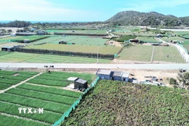 Khu vực đất sản xuất nằm trong vùng quy hoạch xây dựng dự án Nhà máy điện hạt nhân Ninh Thuận 2. (Ảnh: Nguyễn Thành/TTXVN)