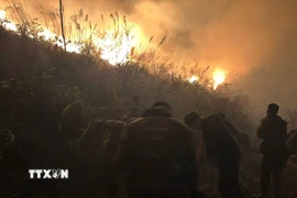 Hiện trường vụ cháy rừng. (Ảnh: Văn Đảm/TTXVN phát)