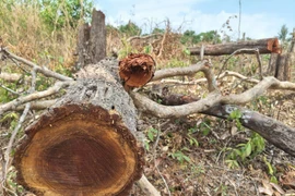 Nhiều thân cây gỗ vẫn còn nằm ngổn ngang tại hiện trường vụ phá rừng ở lô 7, khoảnh 2, tiểu khu 930, xã Ia Púch. (Ảnh: Hoài Nam/TTXVN)