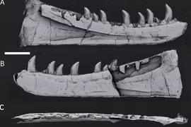 Hình ảnh phục dựng kỹ thuật số hóa thạch Newtonsaurus (Nguồn: Wikimedia Commons)