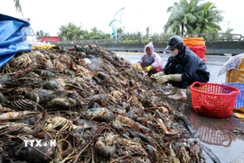Tôm hùm nuôi được khoảng 12 tháng đang trong giai đoạn chuẩn bị thu hoạch bị chết hàng loạt do nước lũ. (Ảnh: Phạm Kha/TTXVN)