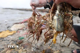 Ước tính thiệt hại trung bình của mỗi hộ nuôi lên đến vài tỷ đồng. (Ảnh: Phạm Kha/TTXVN)