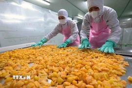 Chế biến nông sản xuất khẩu. (Ảnh: Vũ Sinh/TTXVN)