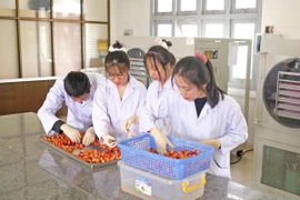 Các sinh viên khoa Nông Lâm (Trường Đại học Đà Lạt) trong giờ thực hành công nghệ sấy thăng hoa đối với sản phẩm dâu tây Đà Lạt. (Ảnh: Nguyễn Dũng/TTXVN)
