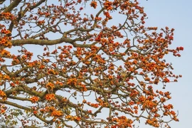 Mỗi độ tháng Ba về, cây gạo miếu Bà Cô (thôn Tân Mỹ, xã Lãng Sơn, thành phố Bắc Giang) đỏ rực một góc trời. (Ảnh: Khánh Hòa/TTXVN)