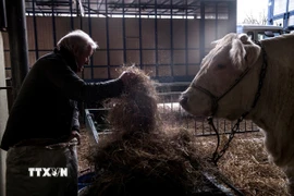 Bò được nuôi tại trang trại ở Charolles, Pháp. (Ảnh: AFP/TTXVN)