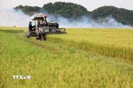 Thu hoạch lúa gạo. (Ảnh: Hồng Đạt/TTXVN)
